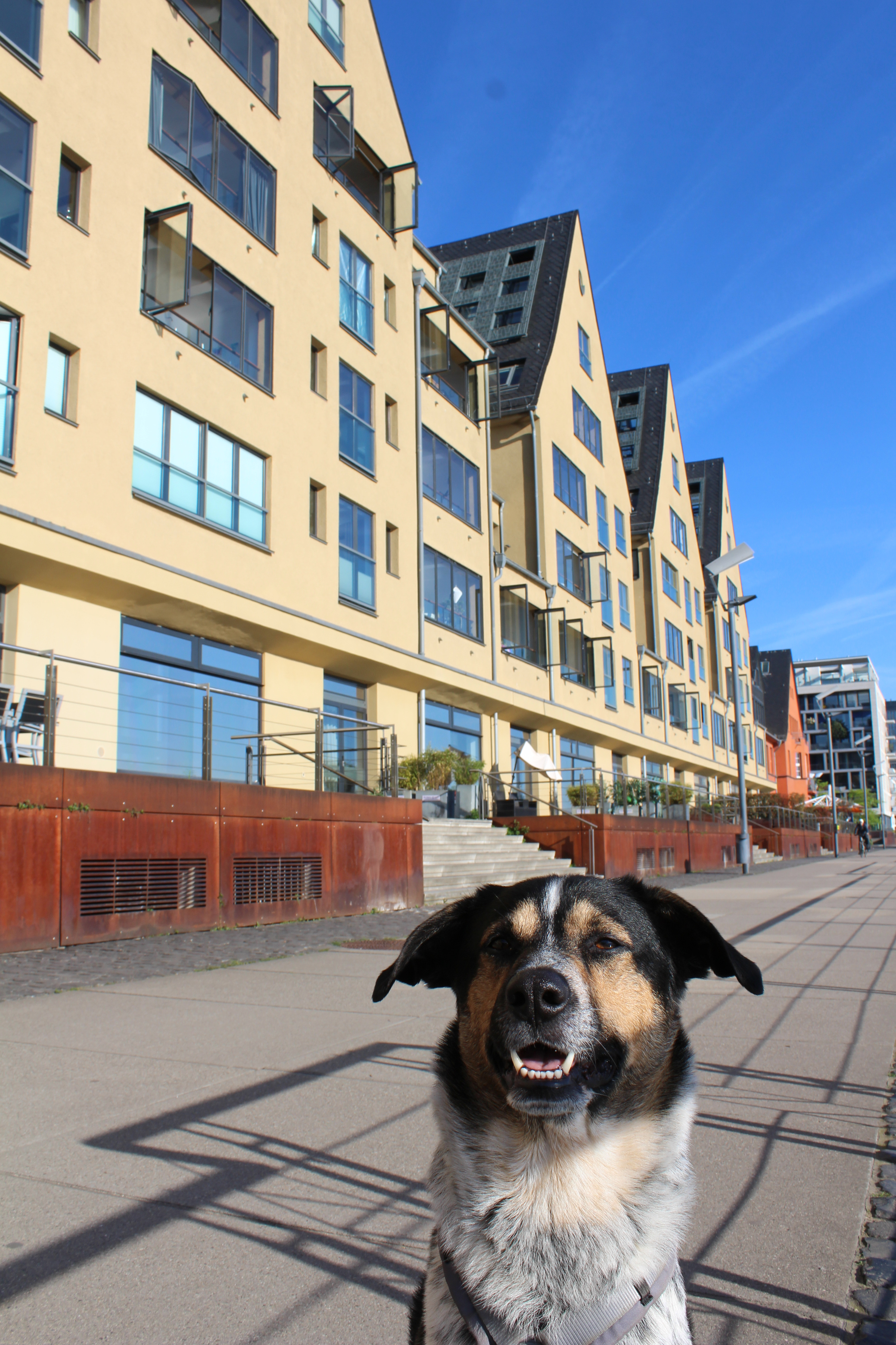 Milo, der Bürohund und Feel Good Manager